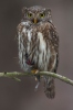 Glaucidium passerinum