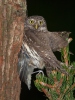 Glaucidium passerinum