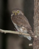 Glaucidium passerinum