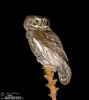 Glaucidium passerinum