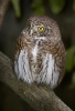 Glaucidium passerinum