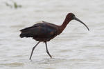 Glossy Ibis