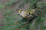 Goldcrest