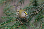 Goldcrest