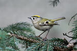 Goldcrest