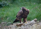 Golden Eagle