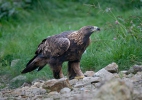 Golden Eagle