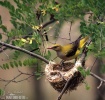 Golden Oriole