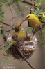 Golden Oriole