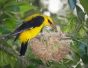 Golden Oriole