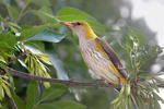 Golden Oriole