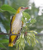 Golden Oriole