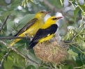 Golden Oriole