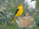 Golden Oriole