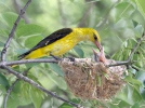 Golden Oriole