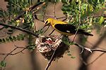 Golden Oriole