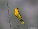 Golden Oriole