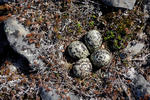 Golden Plover