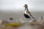 Golden Plover