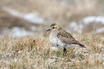 Golden Plover