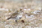 Golden Plover