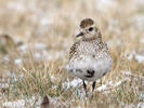 Golden Plover