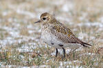 Golden Plover