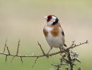 Goldfinch