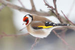 Goldfinch