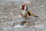 Goldfinch