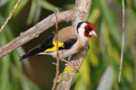 Goldfinch