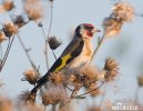 Goldfinch