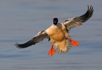 Goosander