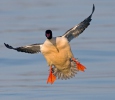 Goosander