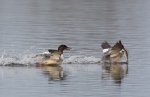 Goosander