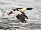 Goosander