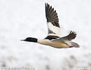 Goosander