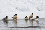 Goosander