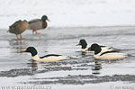 Goosander