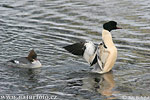 Goosander