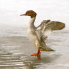 Goosander