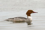 Goosander