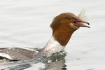 Goosander