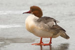 Goosander