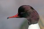 Goosander