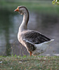 Goose