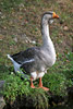 Goose