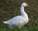 Goose