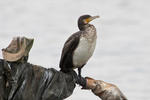 Granda kormorano