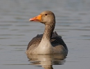 Grauwe gans